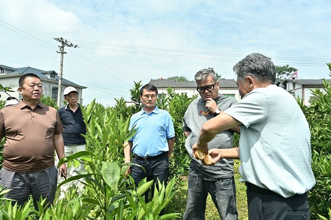 国际侨领实地考察江津长叶香橙基地 优质橙品赋能特色 农业国际化高质量发展